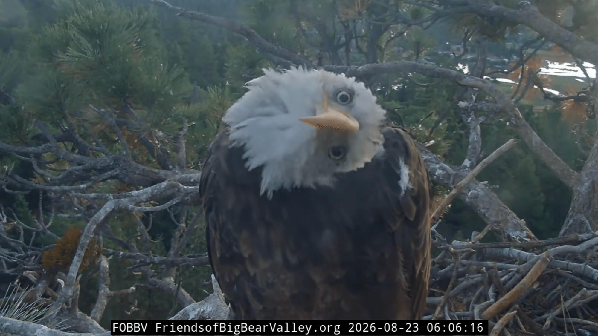 Bald eagle Kaydee inspects camera, helps Shadow arrange sticks