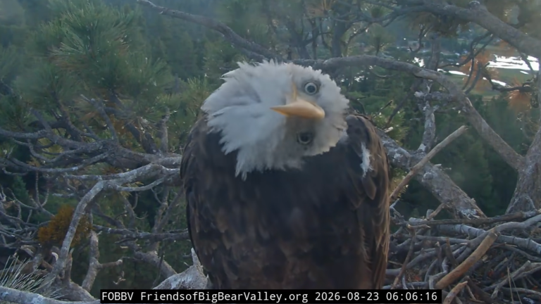 an eagle sitting on a nest tilts her head to the side