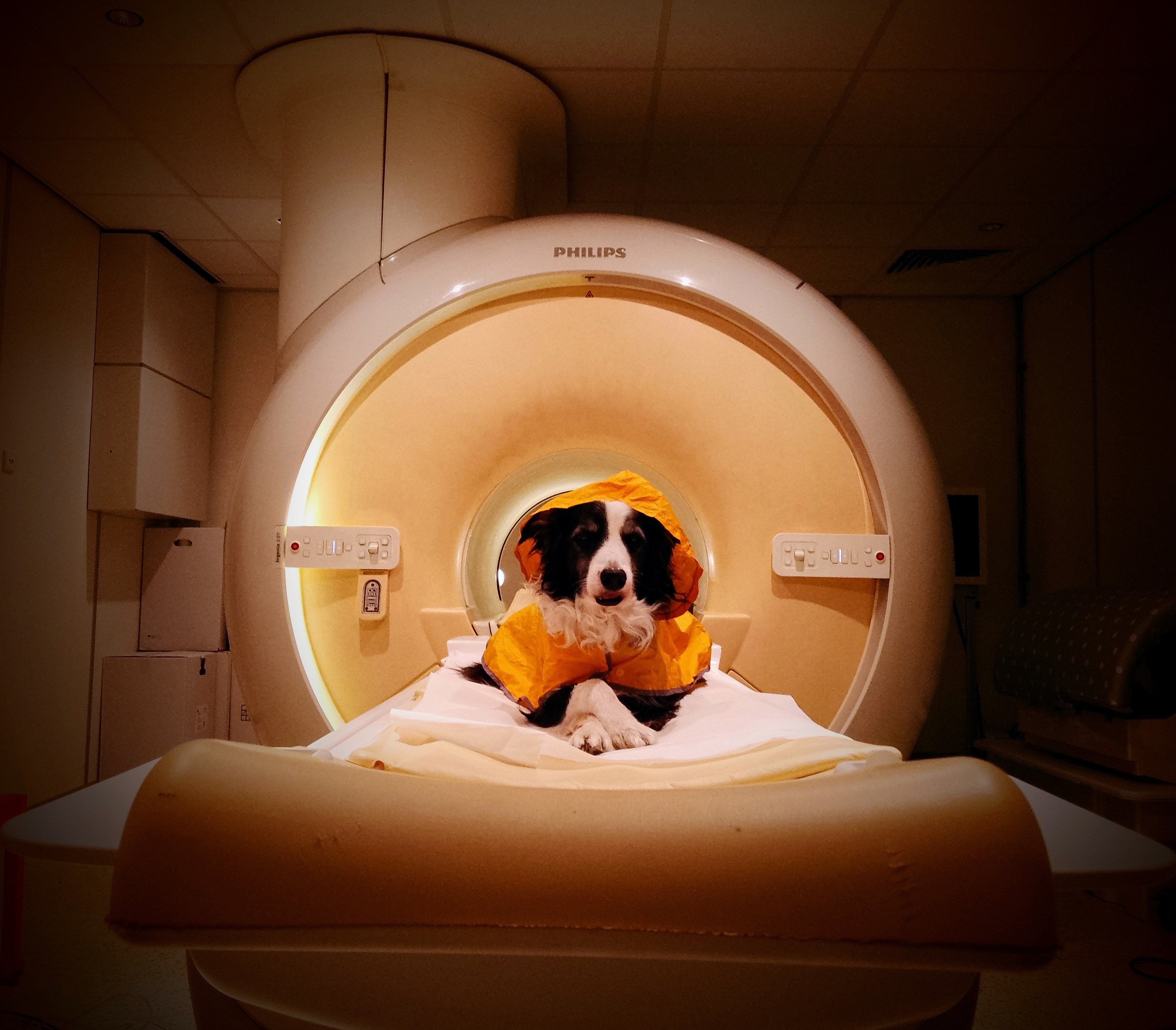 a black and white dog wearing a yellow coat goes into an MRI machine