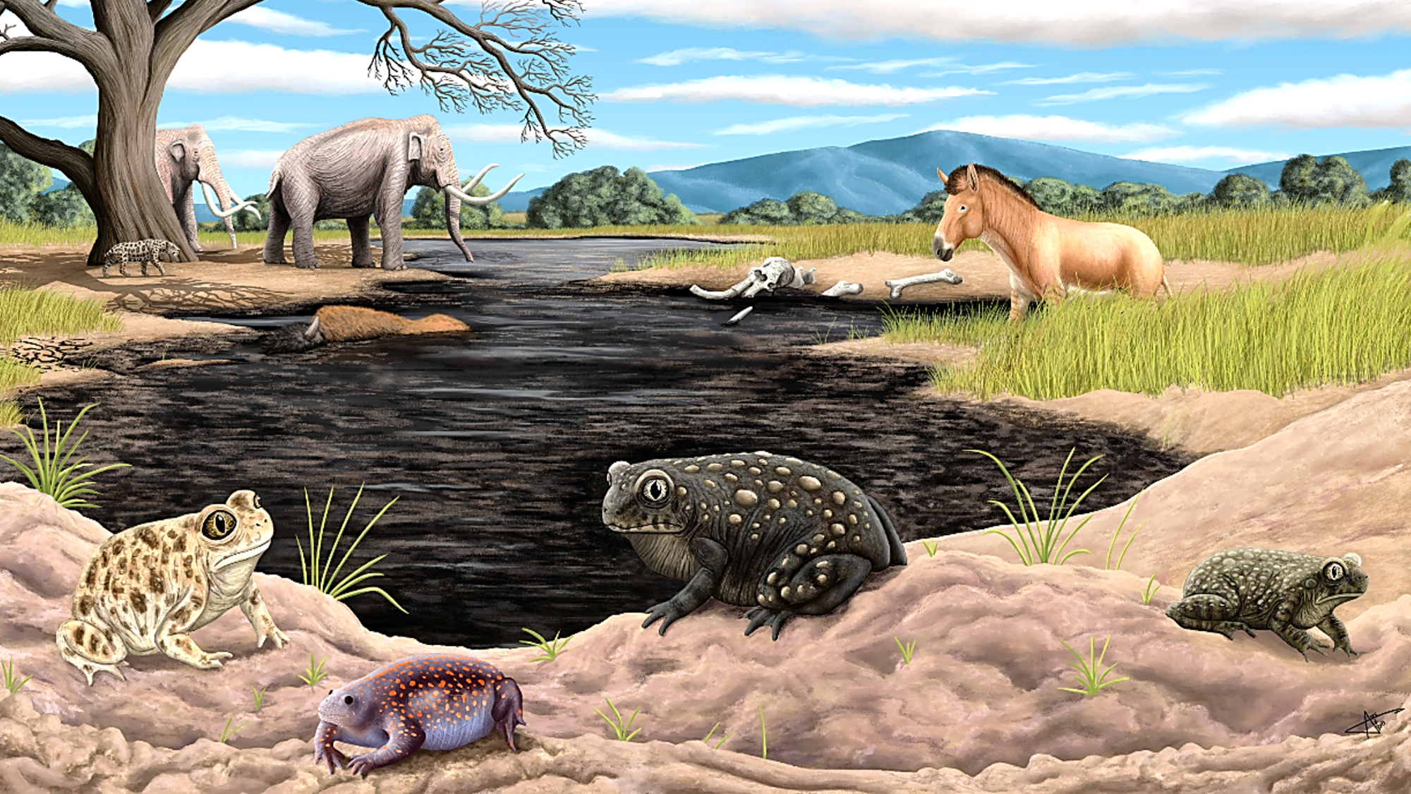 Reconstruction of ‘Spea labreae, sp. nov.’ (dark spadefoots, center and right) in La Brea Tar Pits compared with ‘Spea hammondii’ (light spade-foot, left), the species currently present in the area, and the presence of the Mexican burrowing toad (‘Rhinophrynidae,’ bottom).