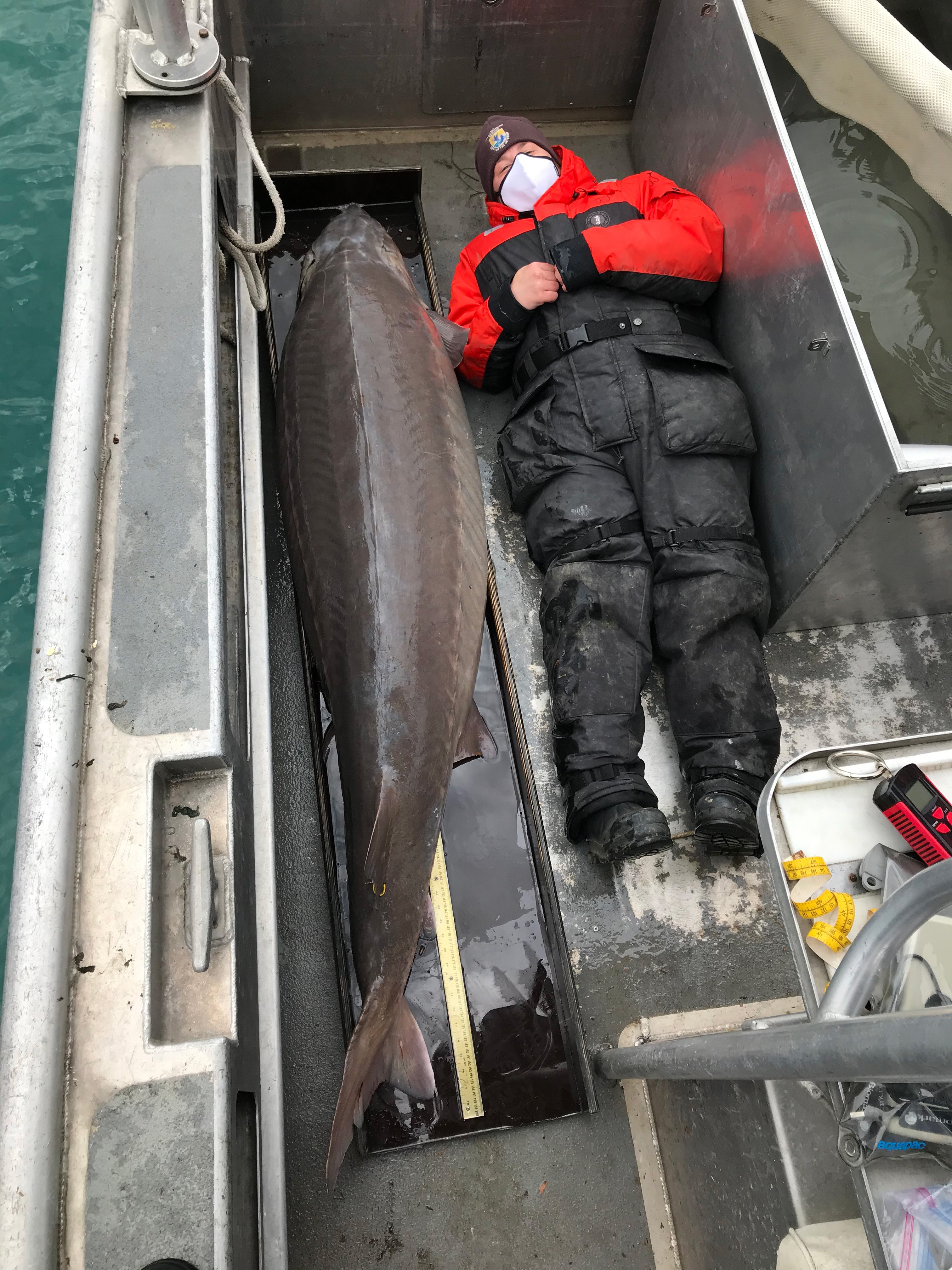 a scientist in an orange jumpsuit lays down next to a large sturgeon on a boat