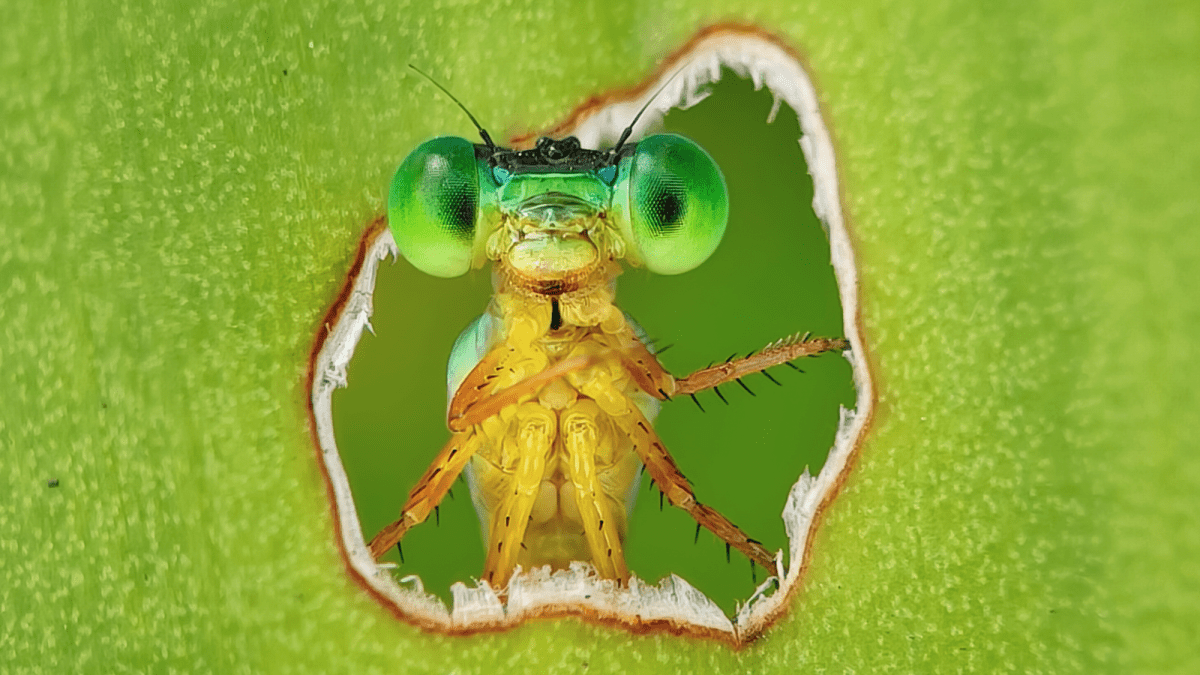 11 stunning images celebrating Earth’s life—and the scientists who study it