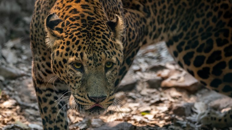 A common leopard stalking in the leaves.