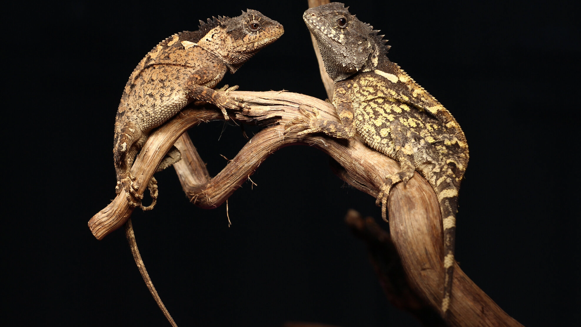 popsci.com - Laura Baisas - New lizard named after colorful 'House of the Dragon' character