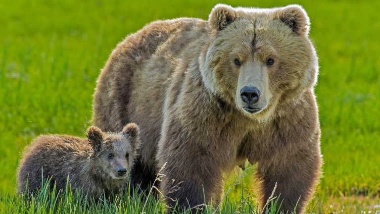 Fuzzy brown bear mother with cute cub in medium shot.