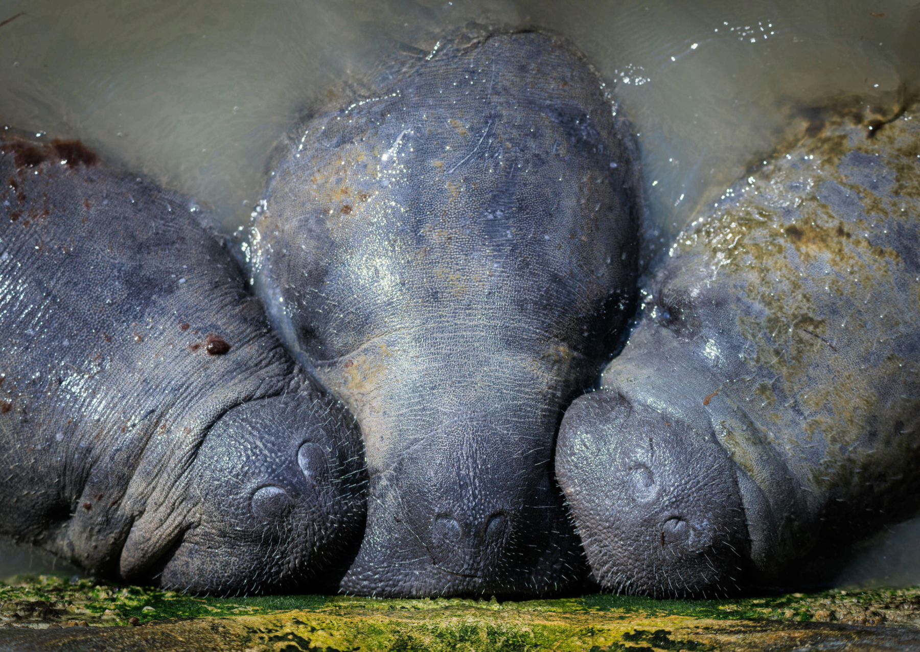 three manatees with their snouts together