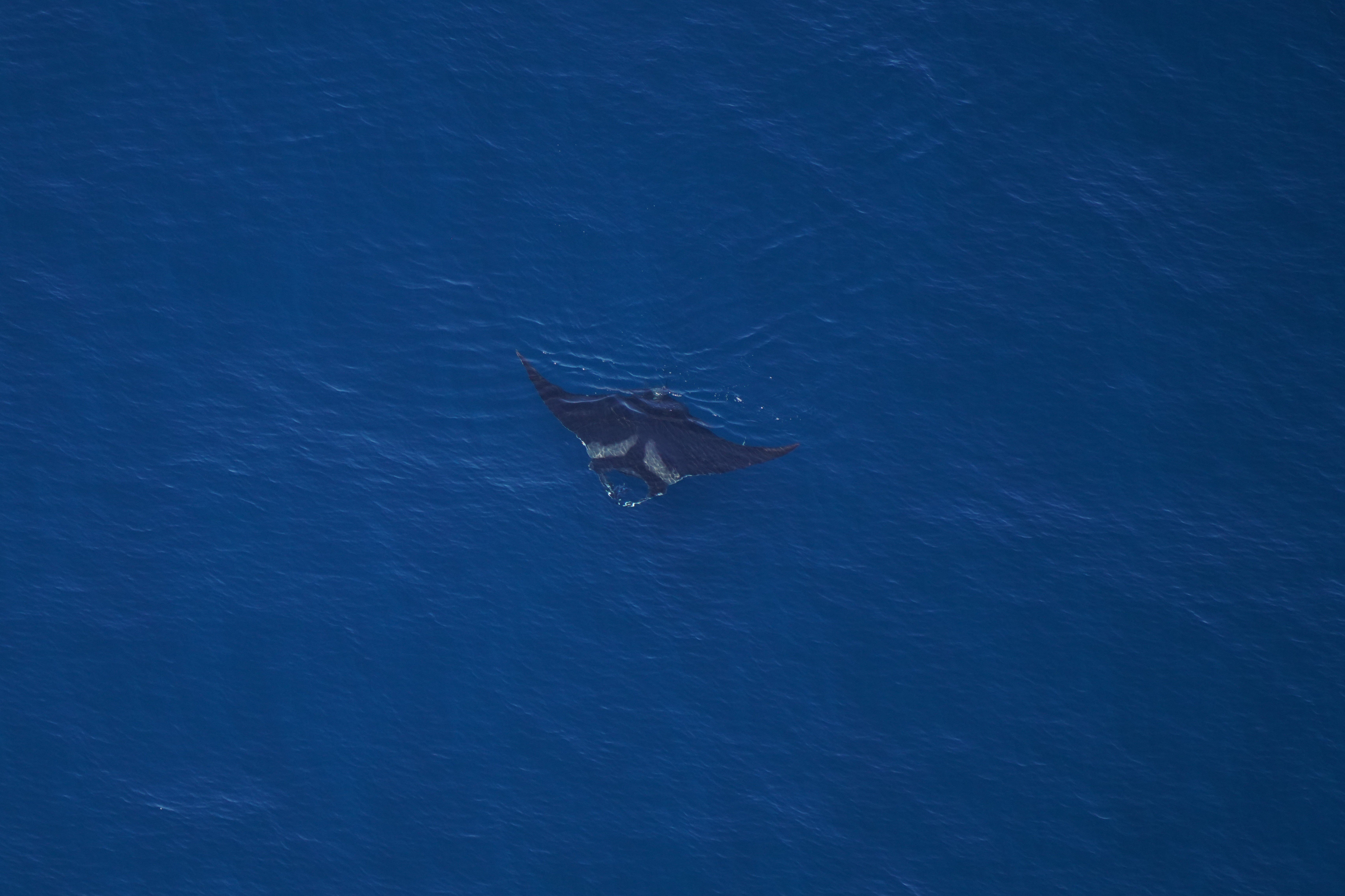 an aerial photo of a manta ray swimming
