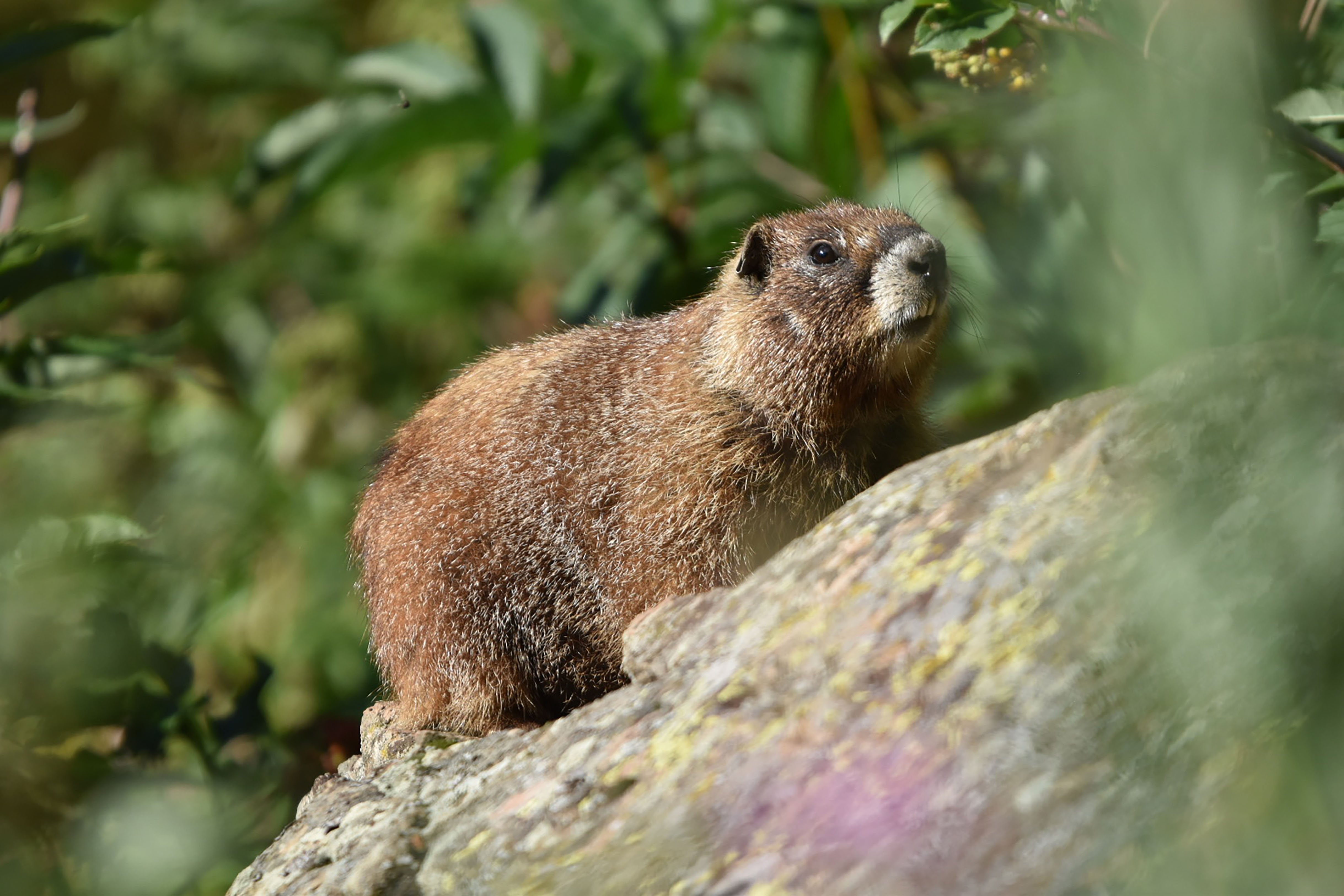 a marmot on a a rock