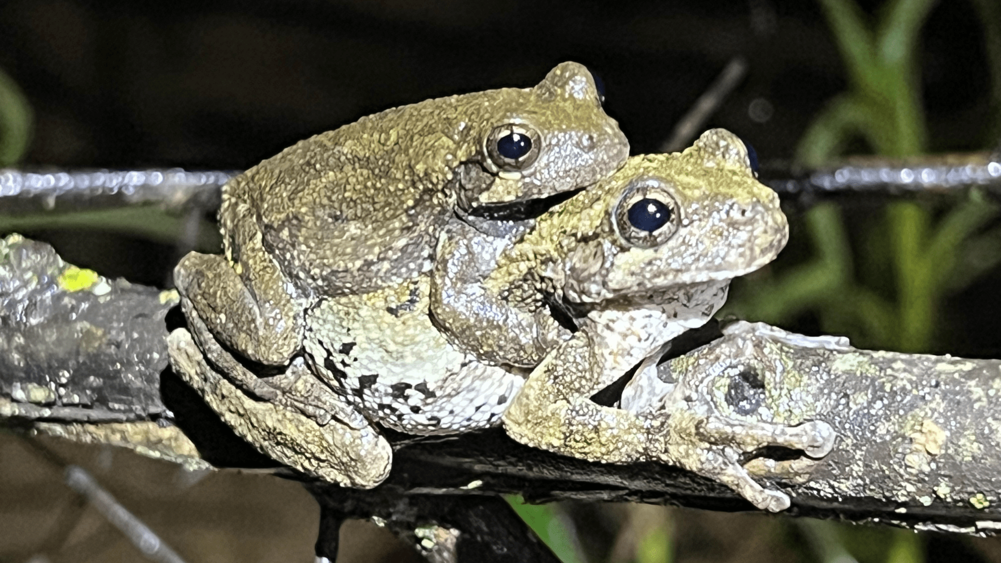 two frogs mating on a tree branch