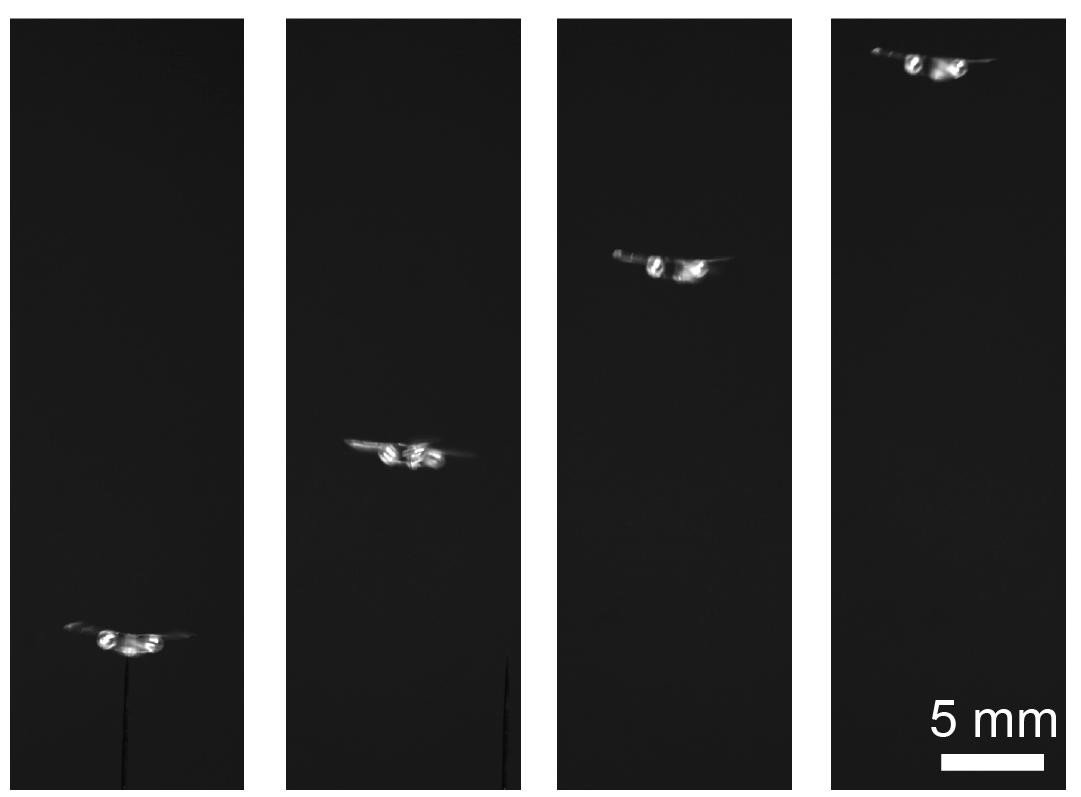 four panels showing the progression of a tiny drone ascending