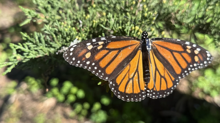 a butterfly with orange, black, and white coloring and wearing a long, thin radio transmitter sits on a green plant
