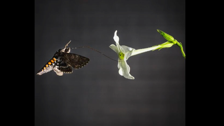 a moth flying up to a white flower