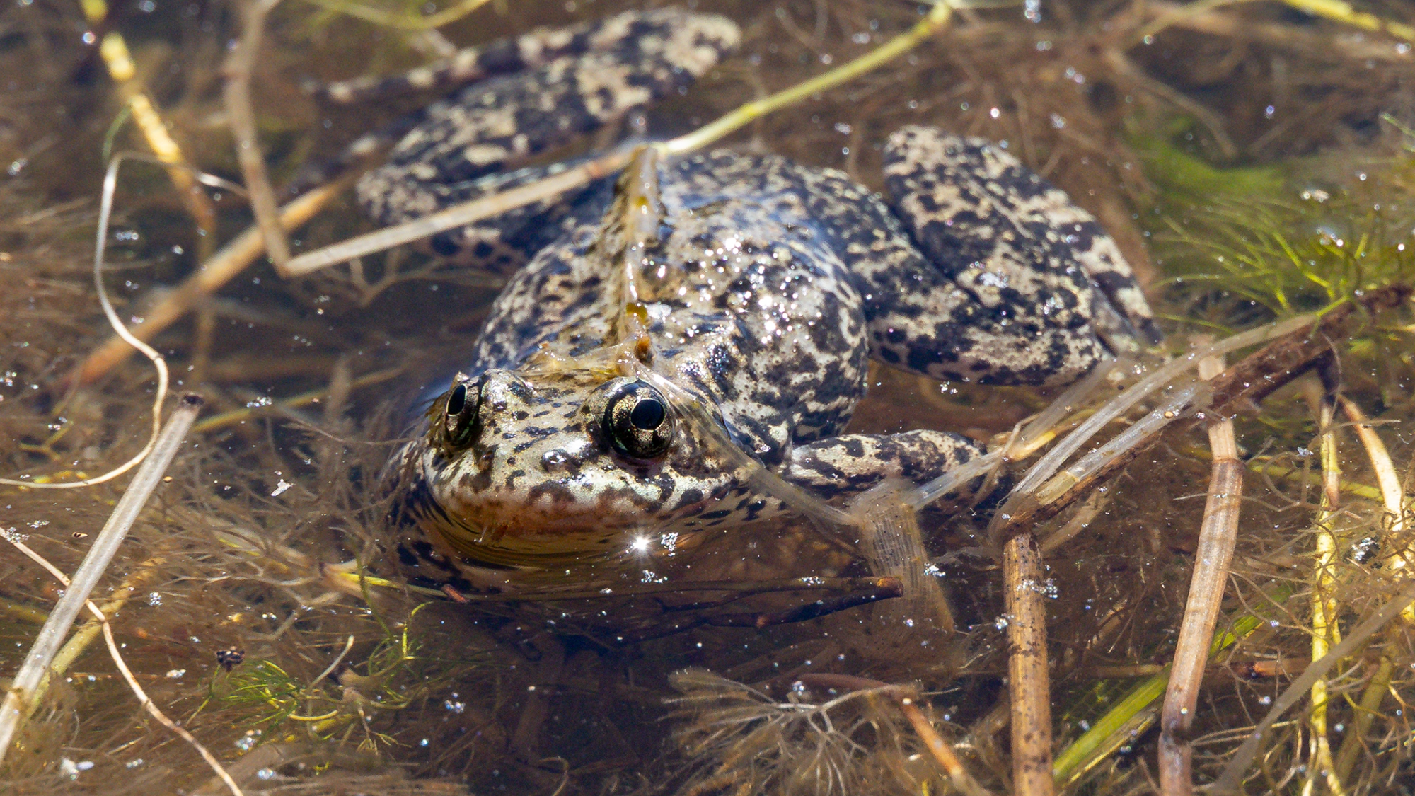 Over 10,000 endangered mountain yellow-legged frogs are taking California by storm