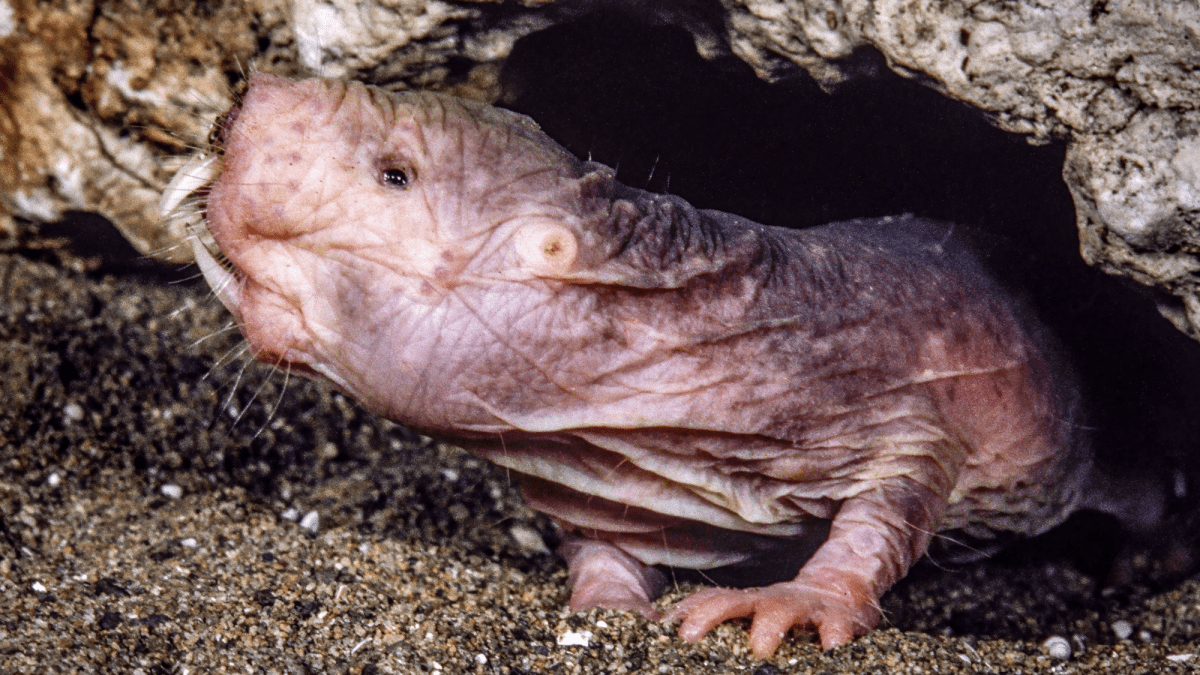 Naked mole rats make their own perfume—and it’s excellent birth control