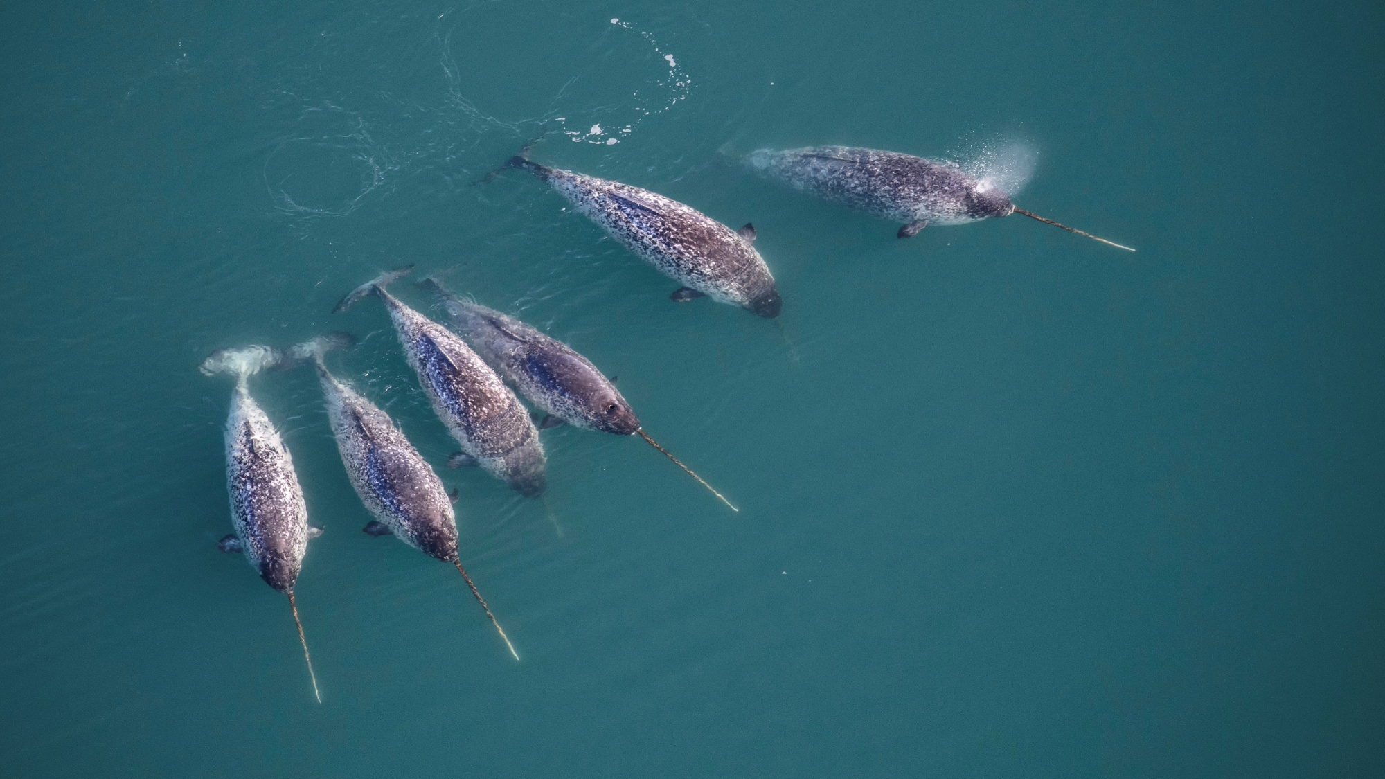 Narwhal tusks are twisty, magical mathematical marvels