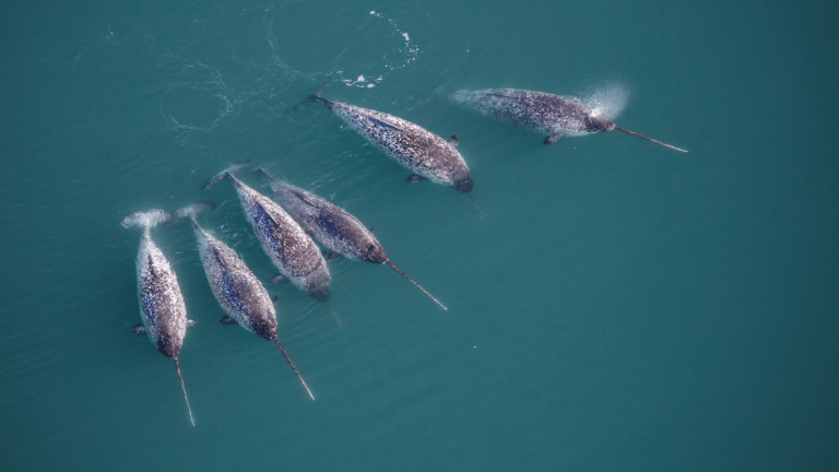 a pod of six narwhals swimming in blue-green water