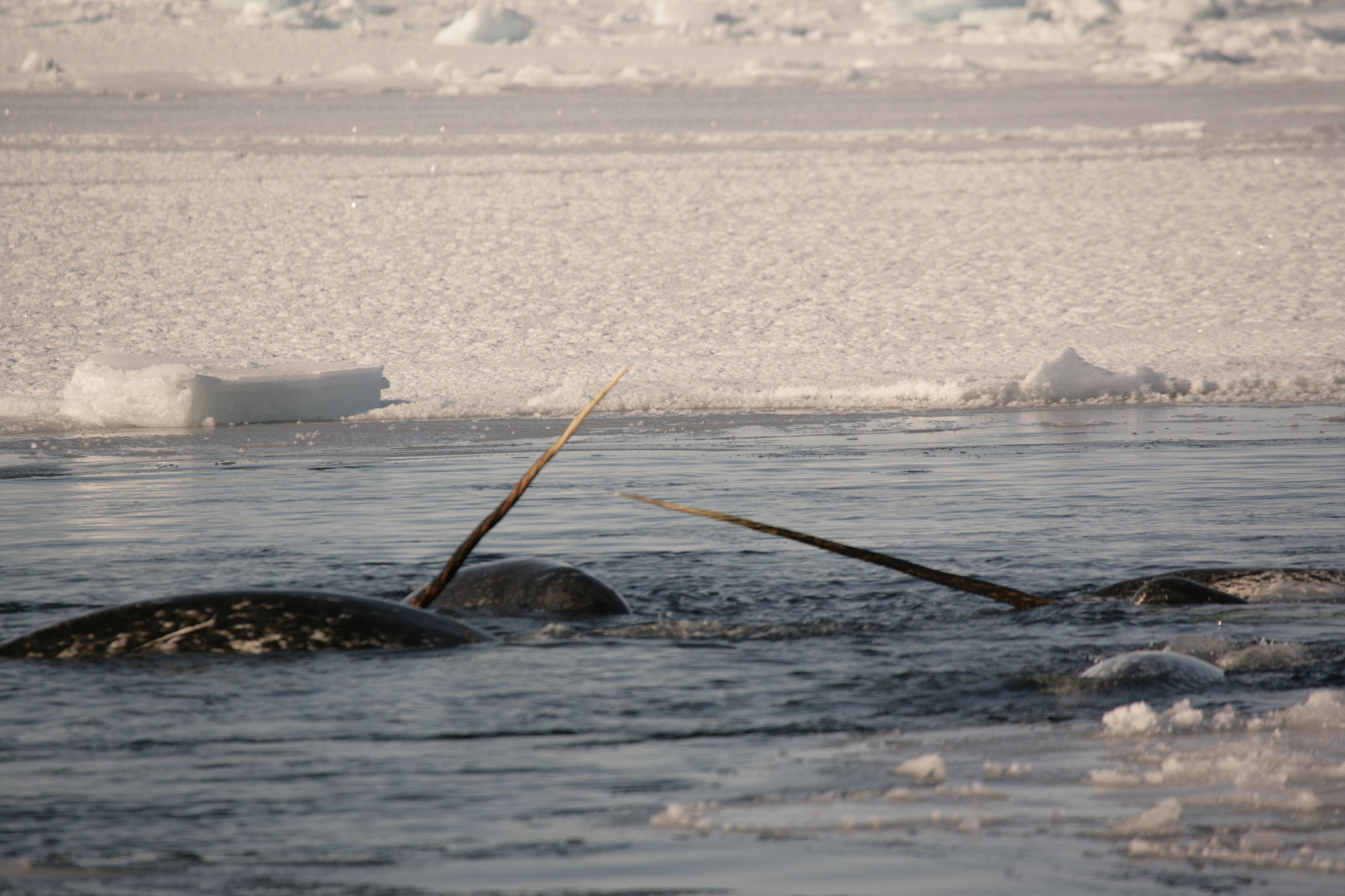 three narwhals swimming, two with their tusks out