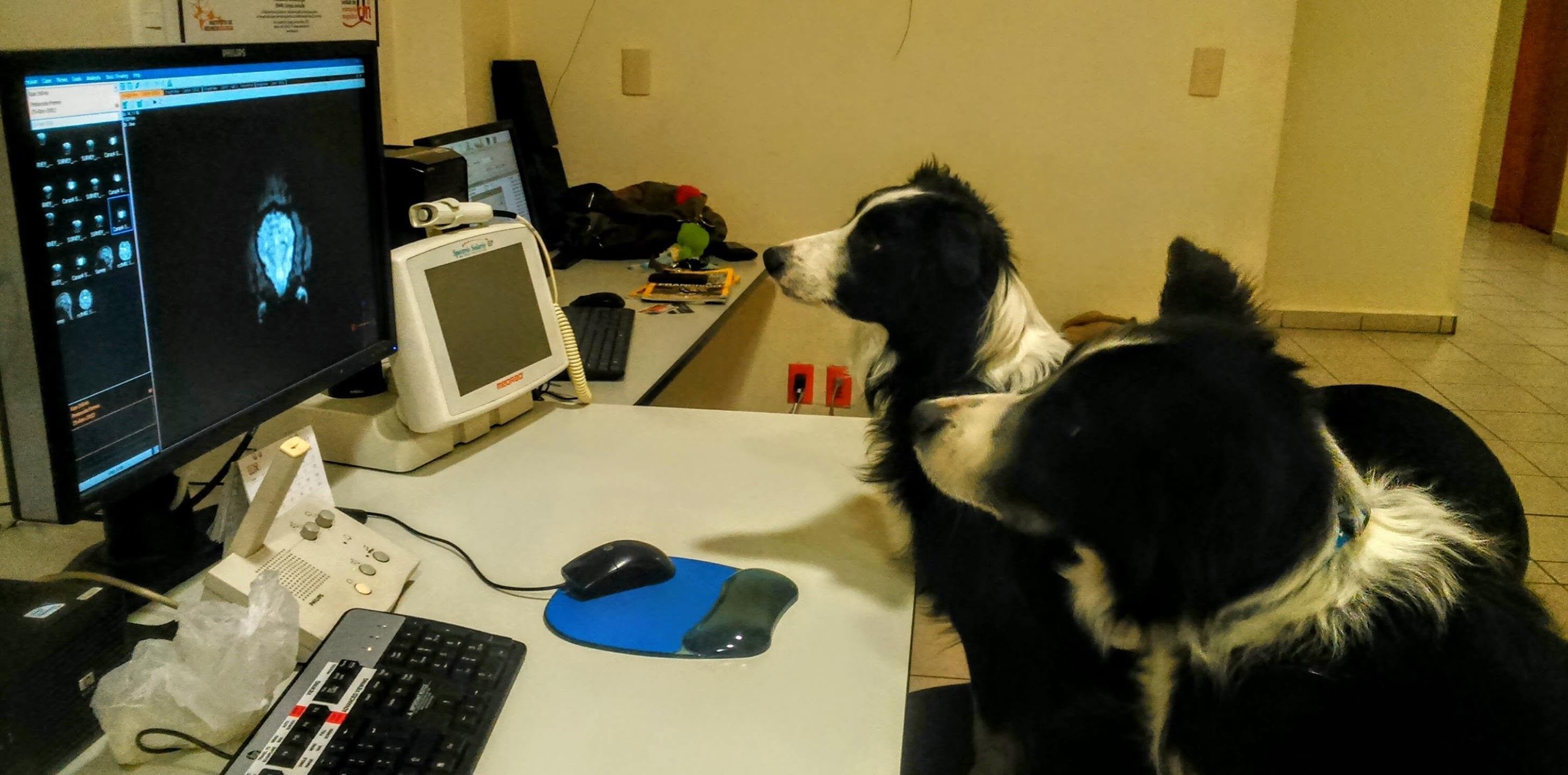 two dogs with black and white fur looking at a brain scan on a computer screen