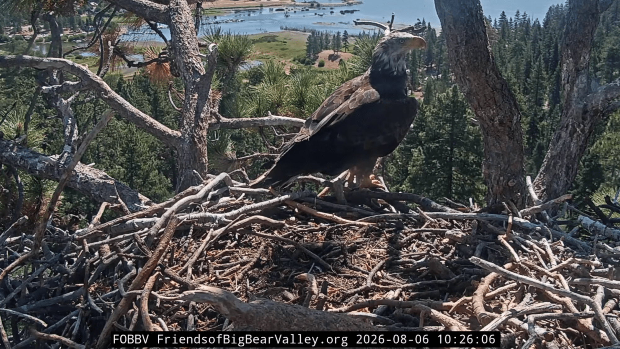 a sub adult eagle sitting on a nest