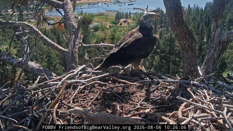 a sub adult eagle sitting on a nest