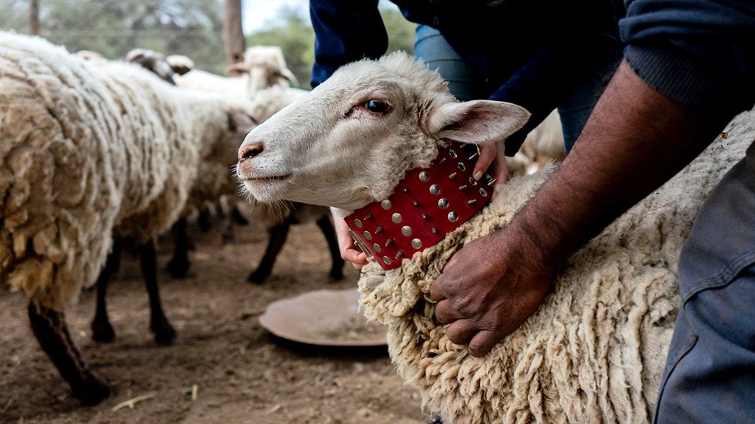Photo of a sheep wearing a red collar with spikes in it.