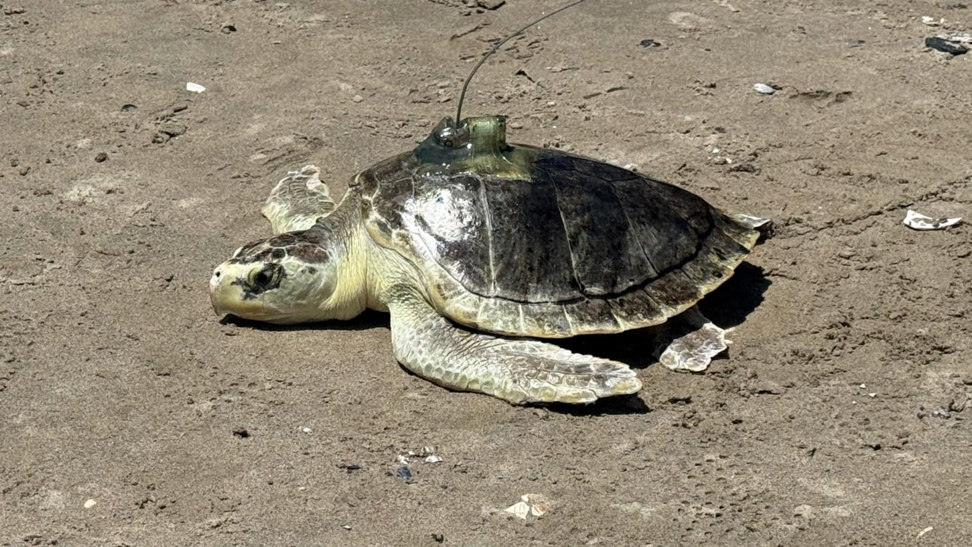 a sea turtle wearing a satellite tag on its shell walks back into the ocean