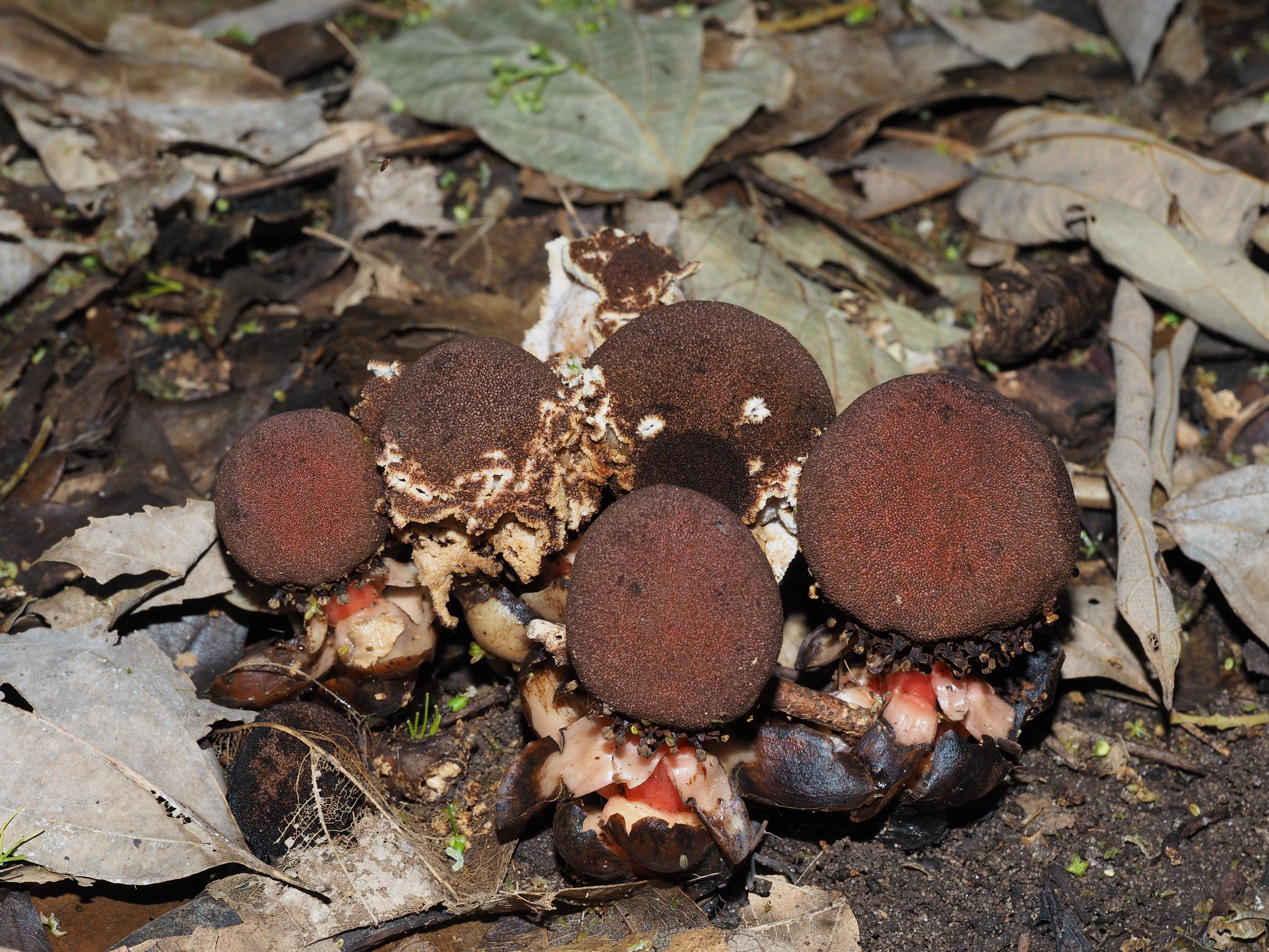 a plant that looks like a mushroom on the forest floor