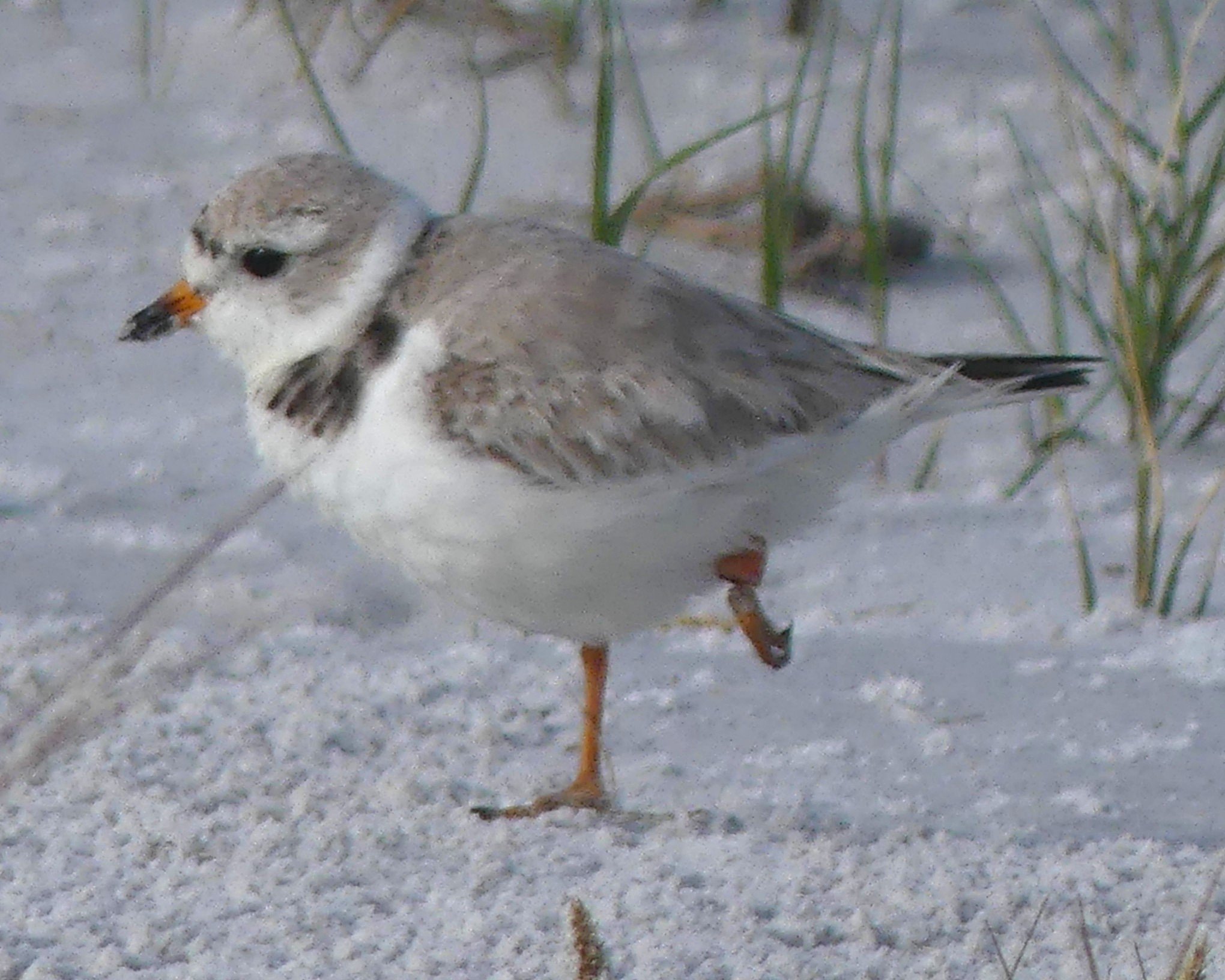 a bird with injured feet. the feet are black due to gangrene
