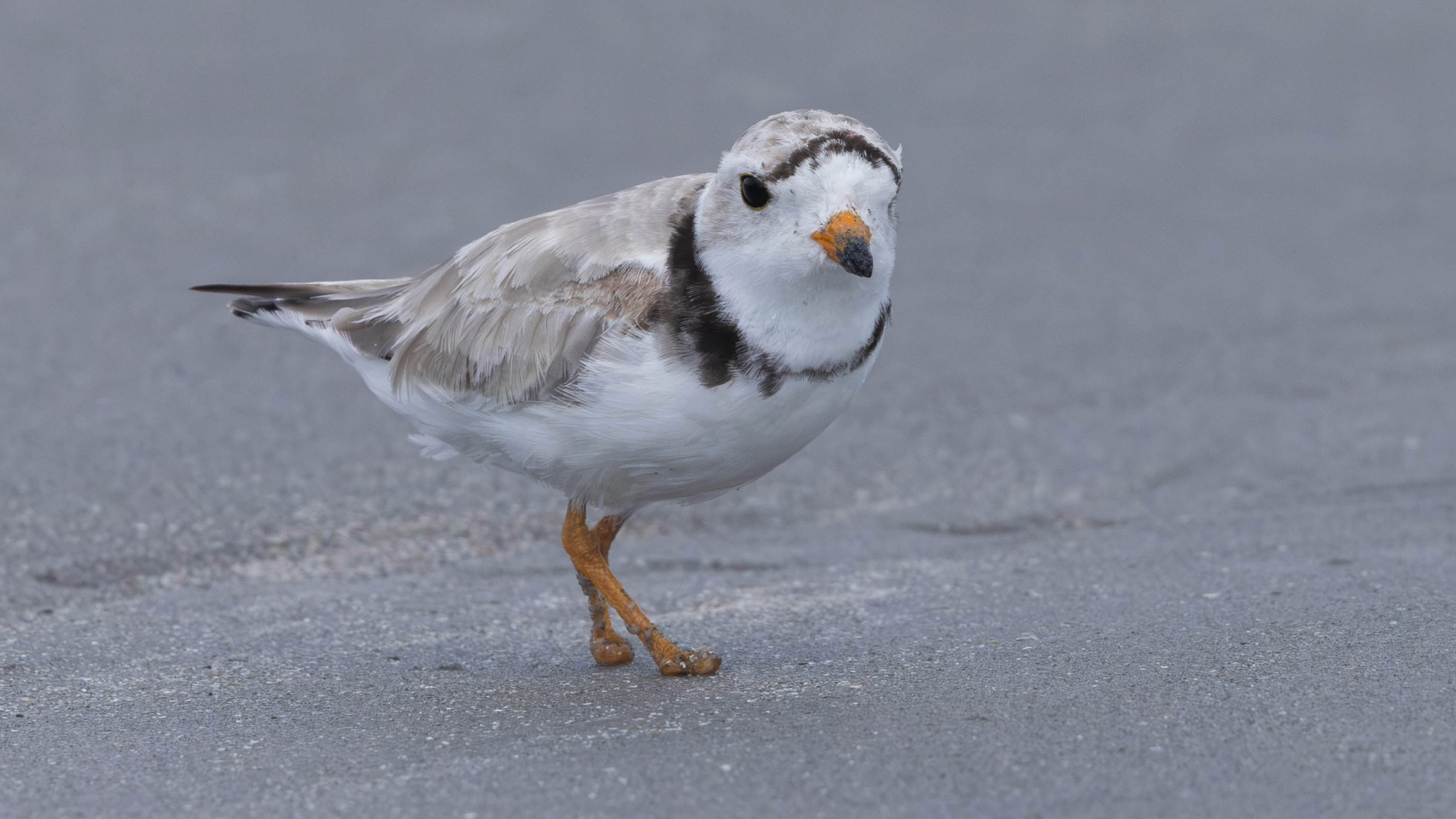Piping plover beats the odds after losing feet in fishing line