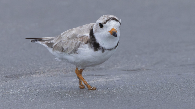 a small shore bird with white, grey, and black feathers with orange legs and an orange beak