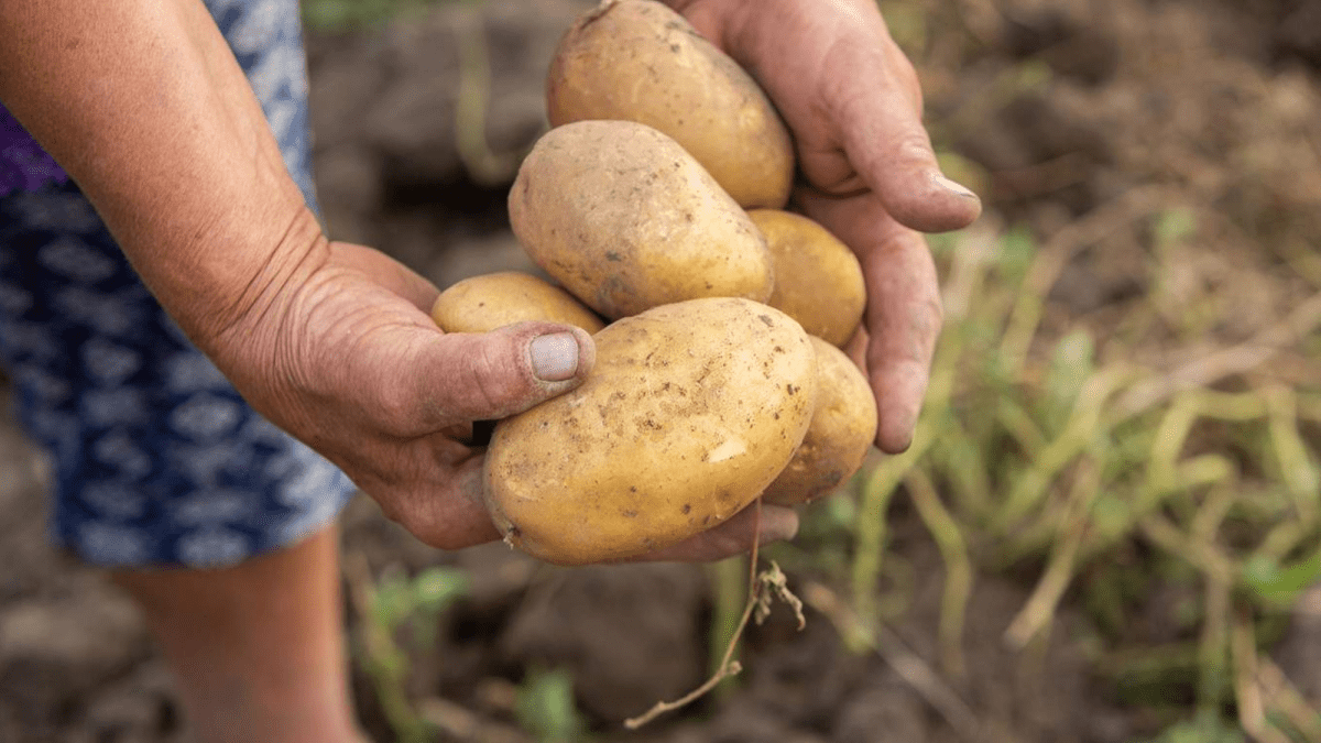 A farmer holding a potato in a field in Peru.