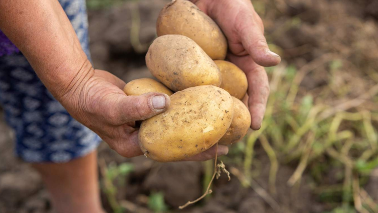 a woman holing a yellow potato