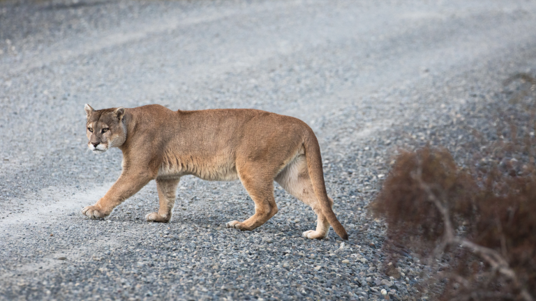 a puma crossing the road