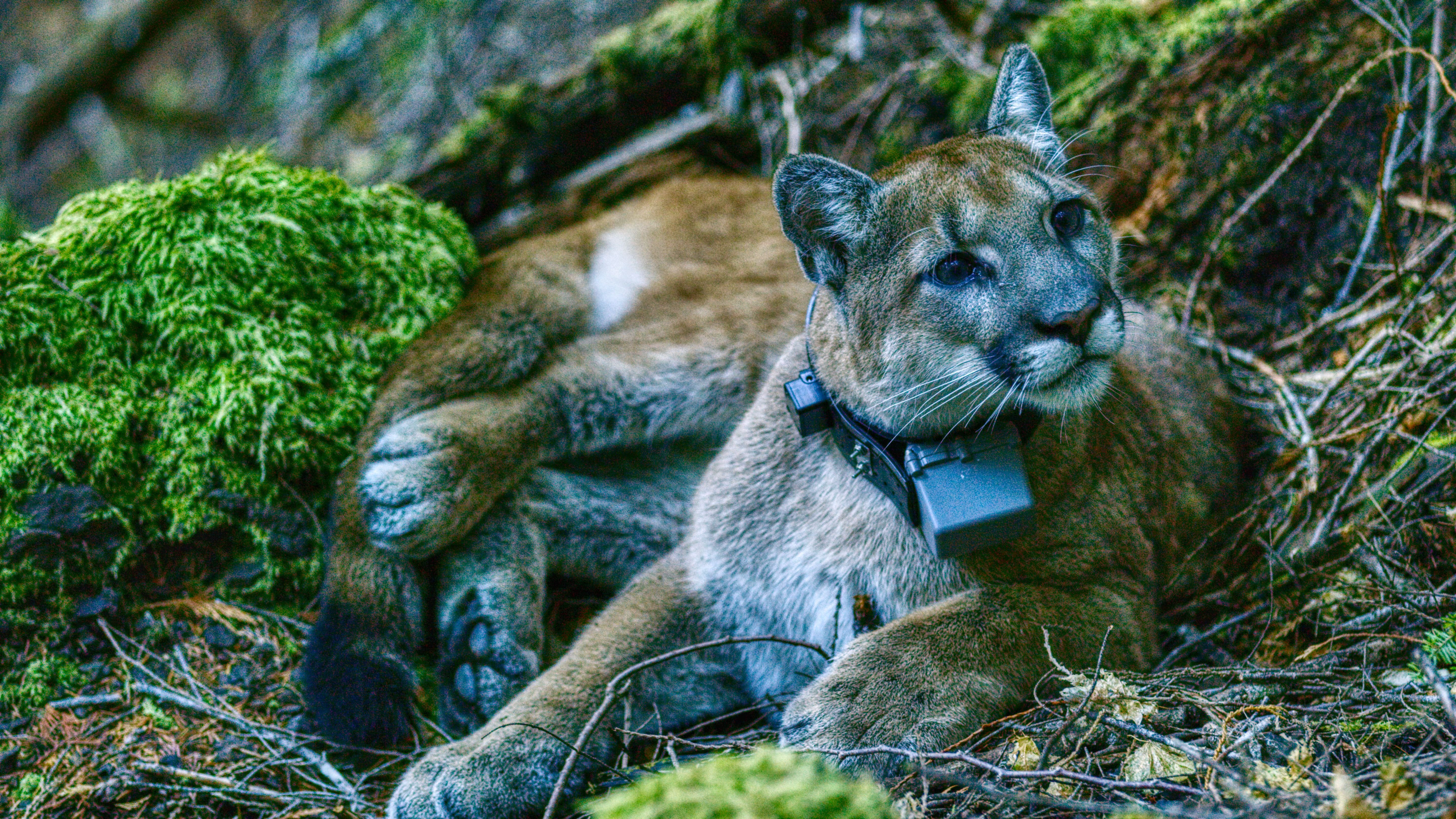 a puma sitting in a forest wearing a large tracking collar