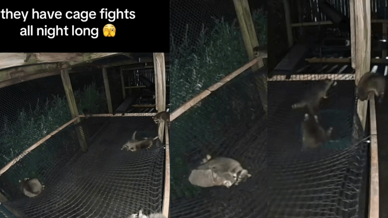 raccoons wrestling one another at night