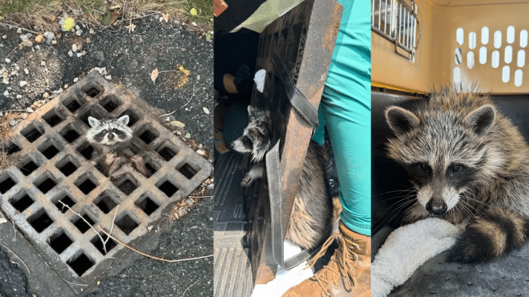 three images of a raccoon being rescued from a drain grate. he is stuck in the first, a team is helping him in the second, and is free in the third
