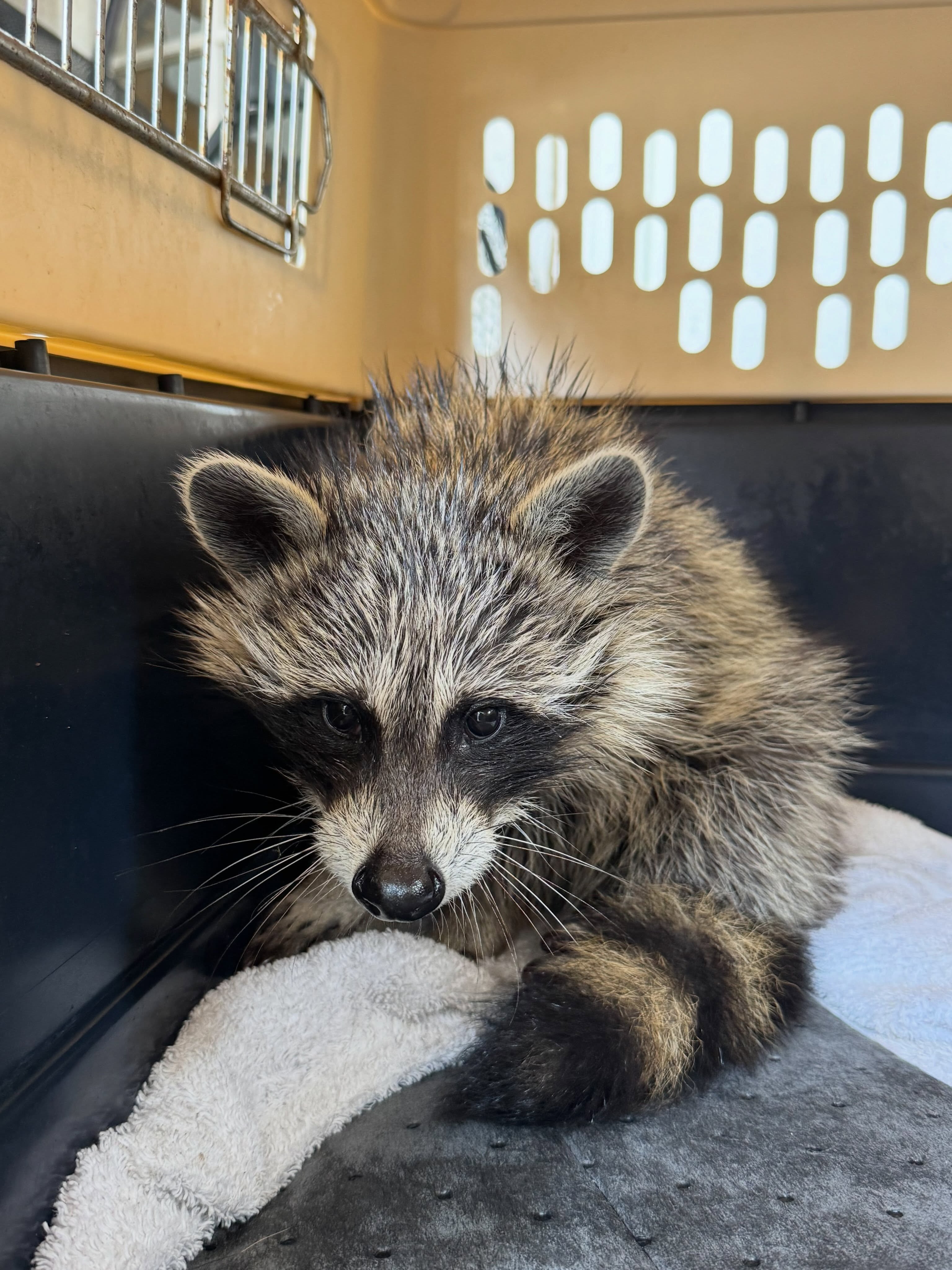 a rescued raccoon sits on a towel