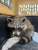 a rescued raccoon sits on a towel
