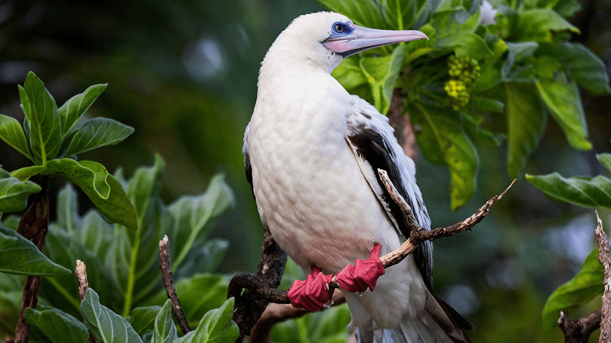A red-footed booby with distinctive red feet and pale blue bill perched on a boat or shoreline structure in the Chesapeake Bay area.