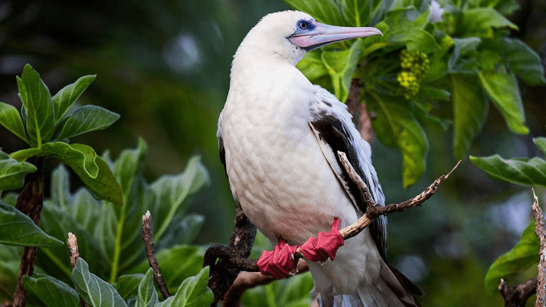 a bird with white and black feathers and bright red feet stands on a tree branch