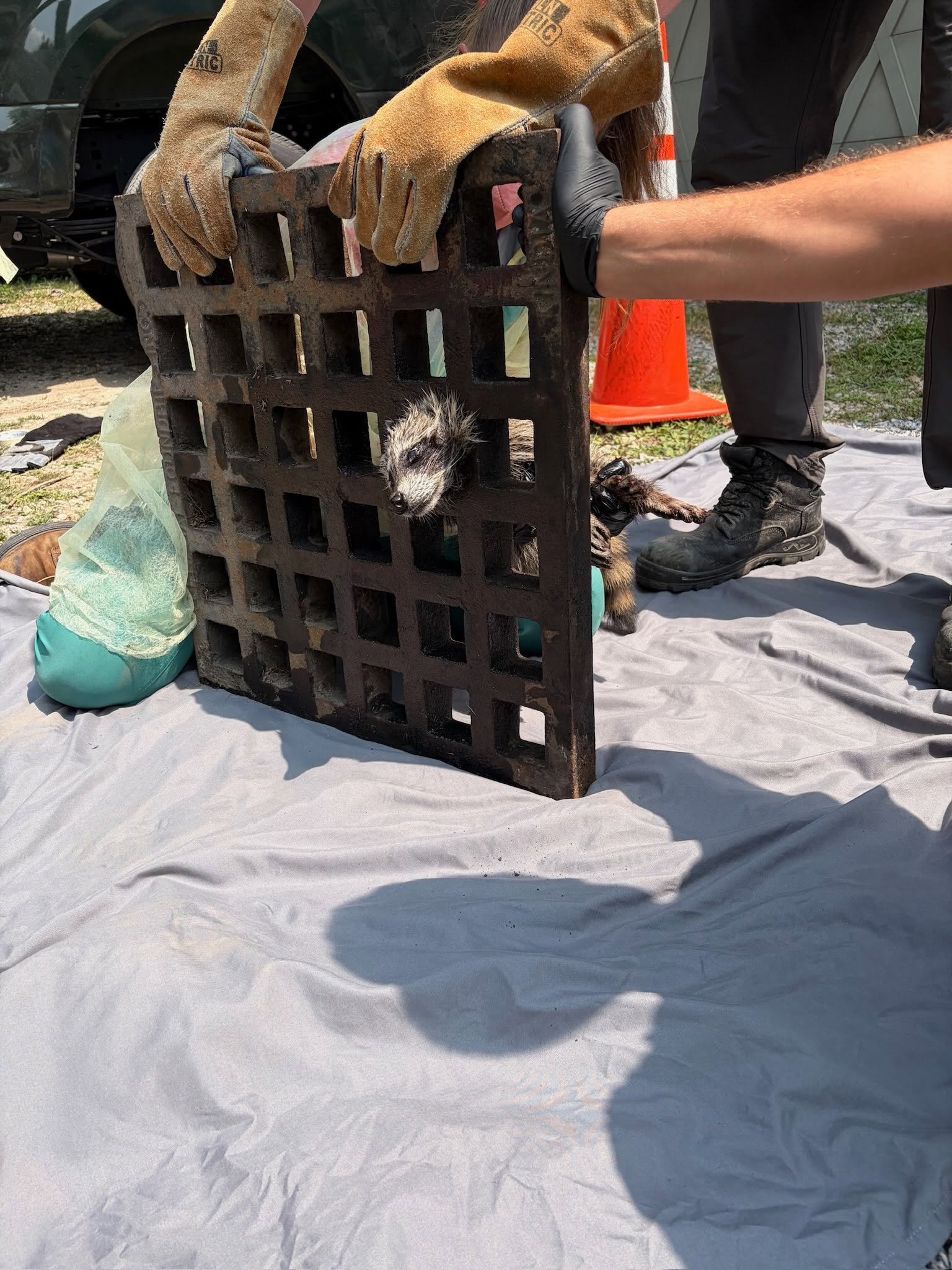 a team helps a raccoon with his head stuck in a drain grate