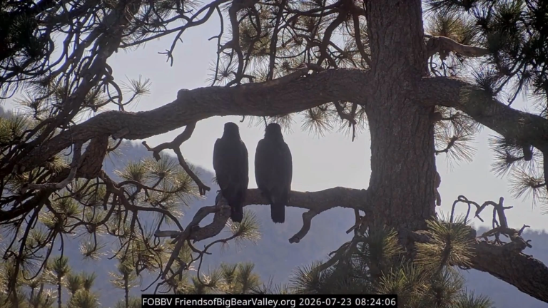 two eagles perched on a tree branch
