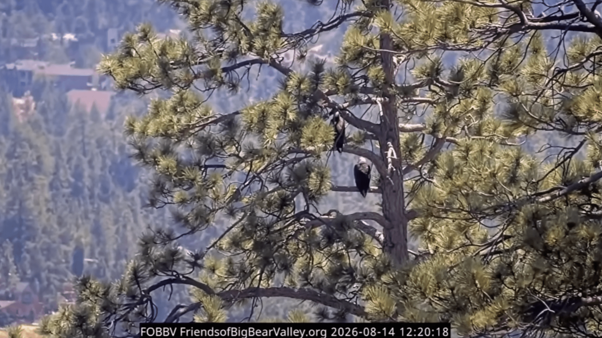 the backs of two eagles in a tree