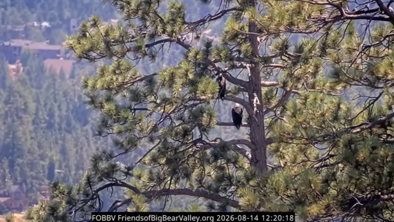 the backs of two eagles in a tree