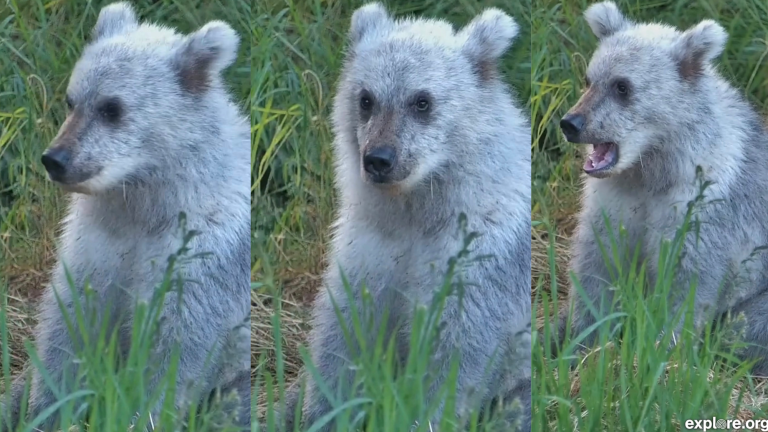 three photos side by side of a bear cub with silver fur