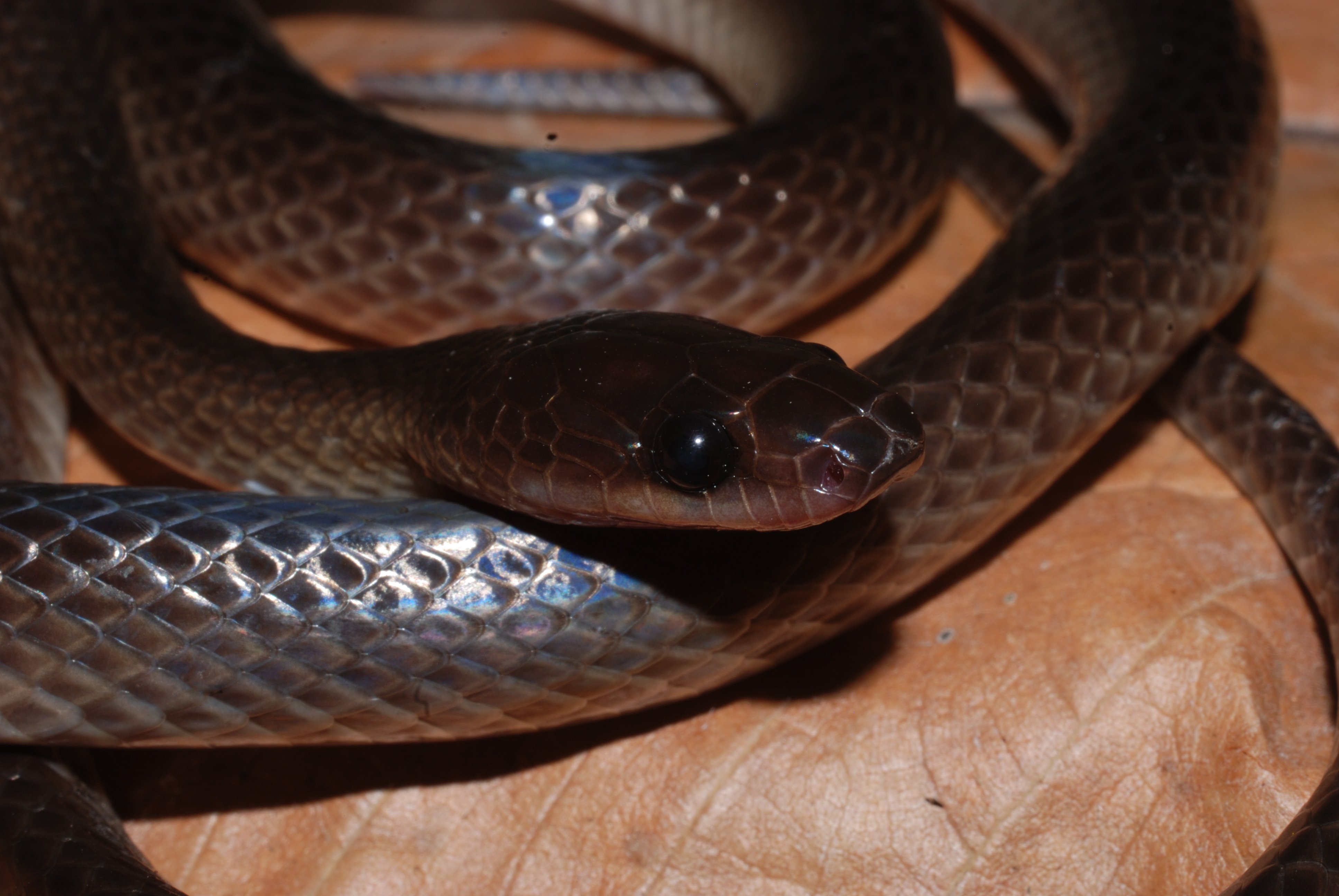 a close up of a small brown snake's head