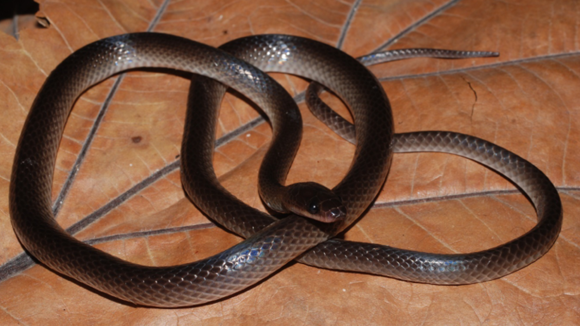a long reddish-brown snake coiled on the floor
