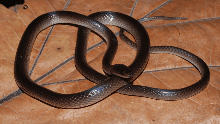 a long reddish-brown snake coiled on a leaf