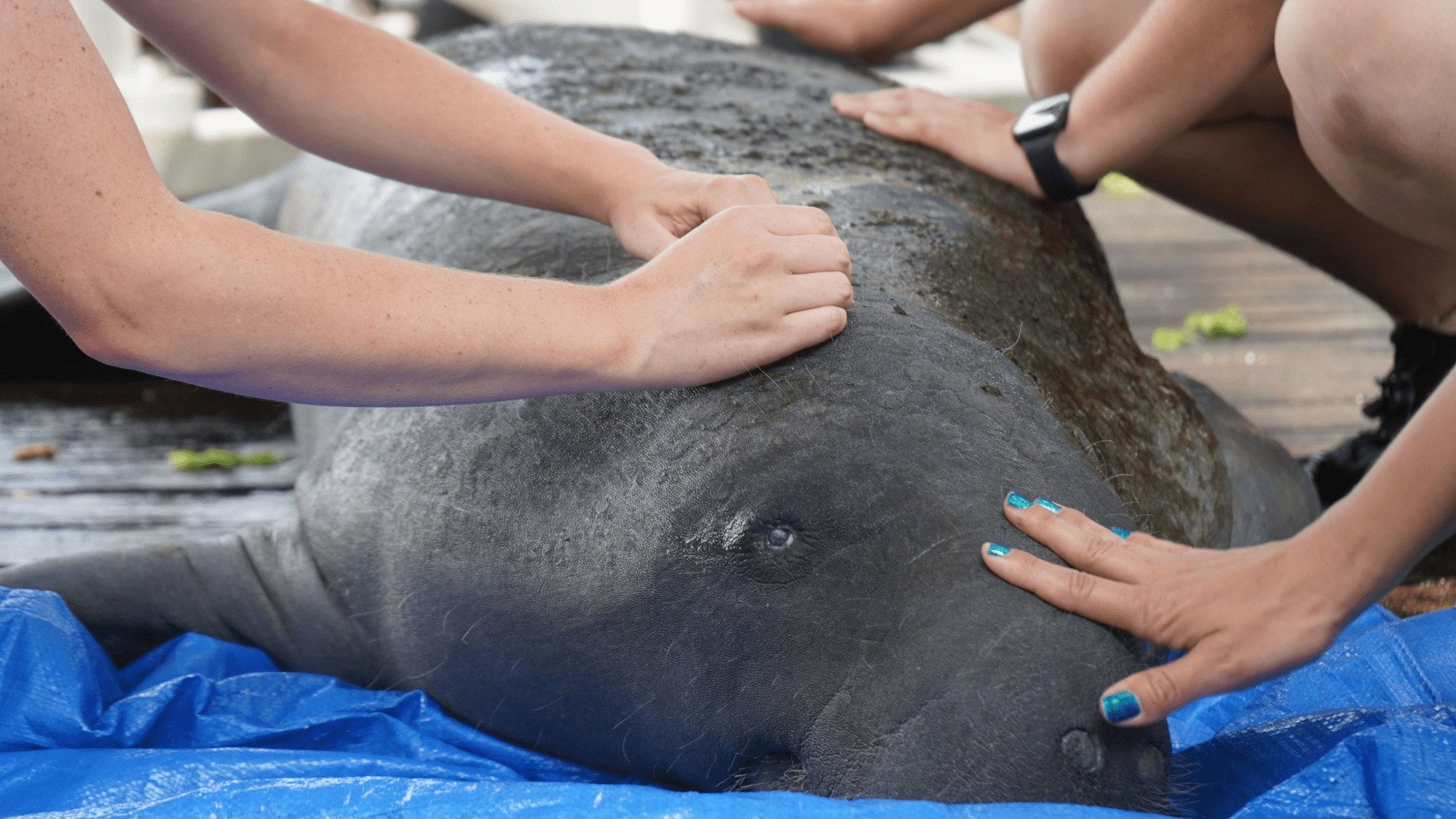 Florida zoo treats a manatee, a duck, and a chick with acupuncture