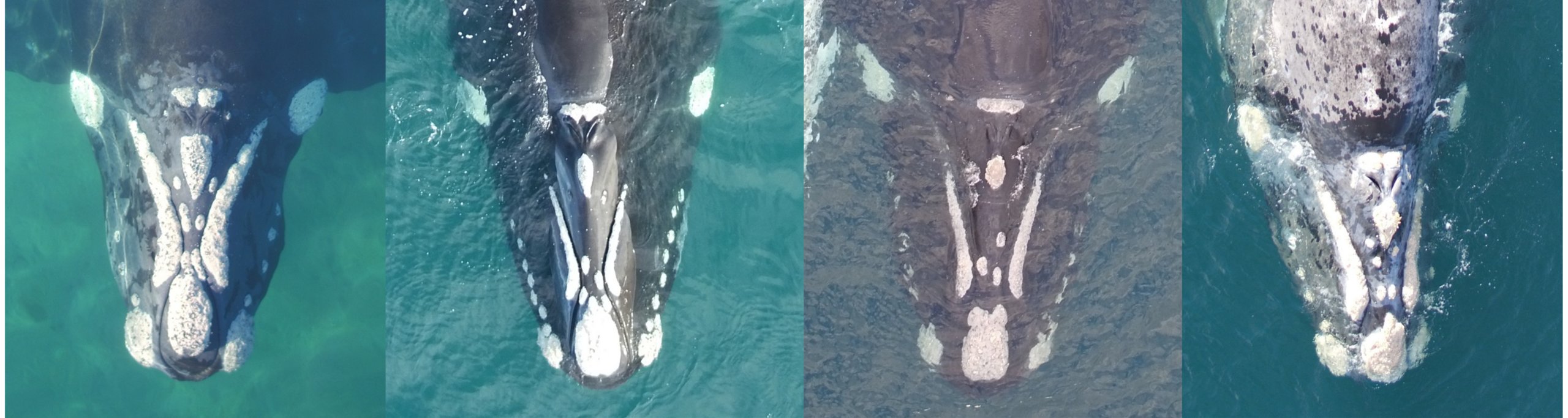 four southern right whales with distinct white patches on their heads